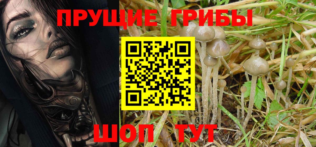 Псилоцибиновые грибы GOLDEN TEACHER Великие Луки